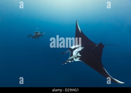 Giant oceanic manta ray being photographed in the water off of Archipielago de Revillagigedo, Mexico Punta Tosca divesite Stock Photo