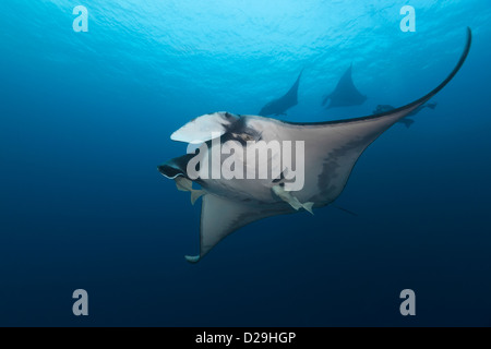 Giant oceanic manta rays (Manta birostris) swimming in Archipielago de Revillagigedo Mexico, Rocio del Mar Socorro Islands Stock Photo