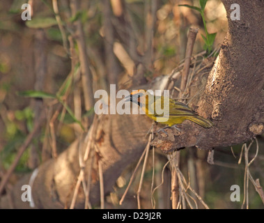Black necked weaver male in The Gambia Stock Photo