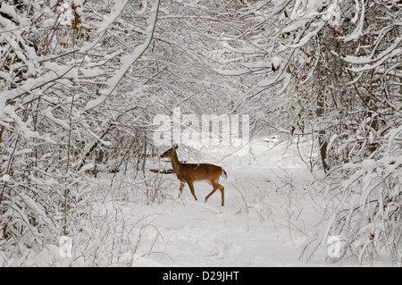 deer in the snow Stock Photo - Alamy