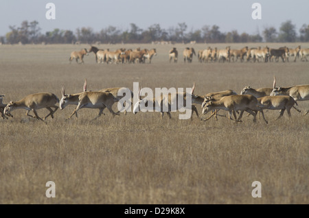 Saiga herd running through the autumn steppe, against his house. Stock Photo