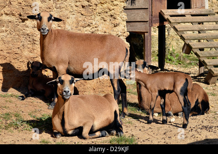 brown sheep of Cameroon (Ovis aries) with lamb Stock Photo