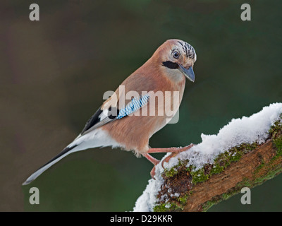 Eurasian jay perched on snow covered branch Stock Photo