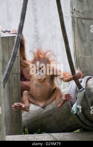 Baby male Sumatran orangutan Stock Photo
