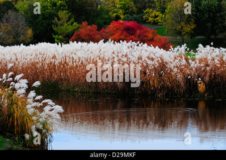 Pompous grass in the fall Stock Photo