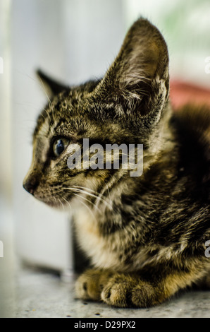 Portrait of Grey Kitten Stock Photo