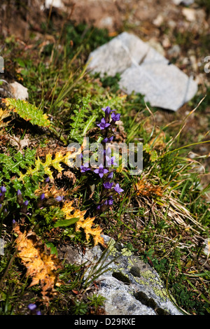 Field Gentian growing beside the Panoramaweg above Davos Graubunden Switzerland Stock Photo