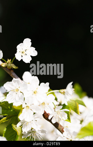 Detail of apple blossom tree with lots of dark background ideal for copy space Stock Photo