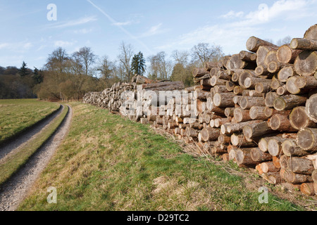 Felled logs stacked in a pile for firewood, renewable energy Stock Photo