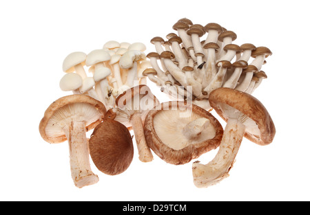 Group of exotic edible mushrooms isolated against white Stock Photo