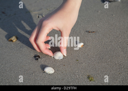 Schoenberg, Germany, at the hand of a young woman collecting shells Stock Photo
