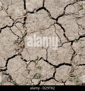 Brown parched land with cracks due to dry climate Stock Photo