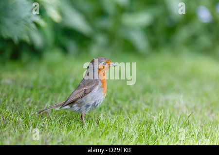 European robin in garden with lots of copyspace Stock Photo