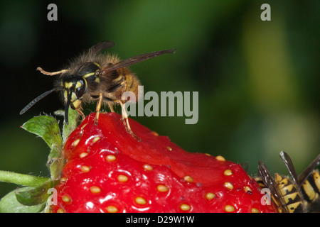 Common wasp  Vespula vulgaris Stock Photo