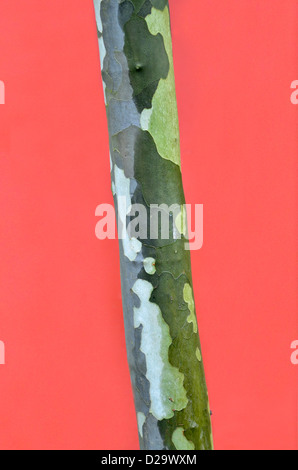 Young American Sycamore (Platanus occidentalis) against red background Stock Photo