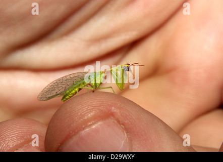 A tiny Praying Mantis perches on a human hand. Stock Photo