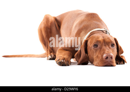 Tired dog. Brown beautiful Hungarian Vizsla. Isolated on white. Stock Photo