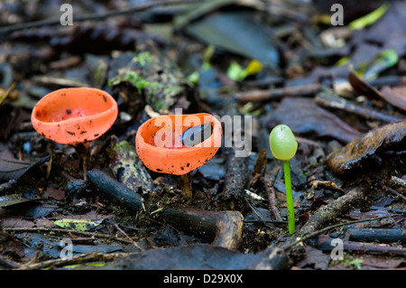 Cup fungus (Cookeina speciosa), Corcovado National Park. Costa Rica Stock Photo