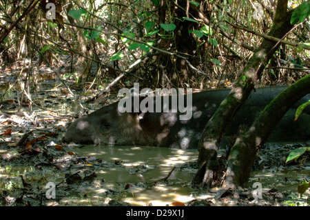 Sleeping Baird's tapir (Tapirus bairdii) in a mudpool. Corcovado National Park. Costa Rica. Stock Photo