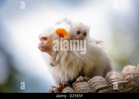 Family of silvery marmosets (Callithrix argentata) in captivity Stock Photo