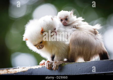 Baby silvery marmosets hold onto the back of an adult Stock Photo