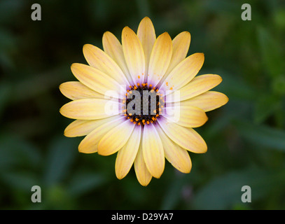 African or Cape Daisy, Osteospermum 'Buttermilk', Asteraceae. Cape Province, South Africa. Stock Photo