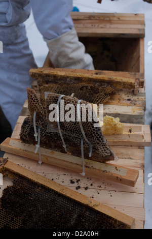 Dead bees in the hive. Colony Collapse Disorder. Starvation, pesticide ...