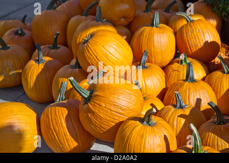 A colorful pile of ripe pumpkins after harvest Stock Photo