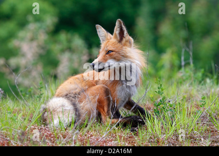 Red fox in Algonquin Provincial Park in Canada Stock Photo - Alamy