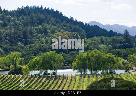 Napa Valley California, Vineyards, Wine Grapes on Vine Stock Photo