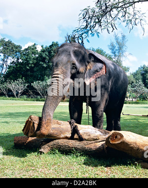 Working Elephant Sri Lanka Stock Photo