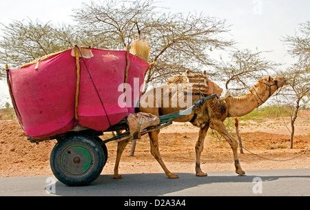 Camel cart on the road hi-res stock photography and images - Alamy