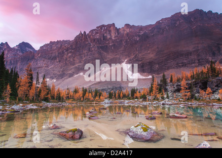 Pink clouds at sunrise above Mount Biddle reflected in a tarn on Opabin Plateau in Yoho National Park, BC, Canada. Stock Photo