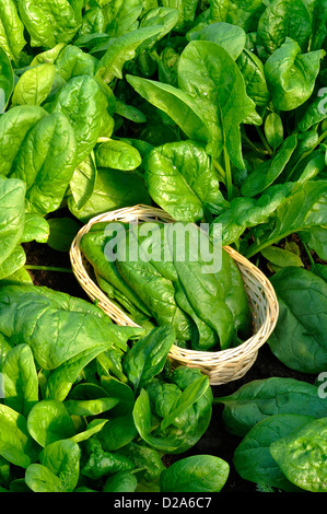 Picking spinach (Spinacia oleracea), variety : 'Matador', in june, in a vegetable garden. Stock Photo
