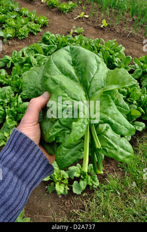 Harvesting spinach (Spinacia oleracea), variety : 'Matador', in the vegetable garden, in june. Stock Photo