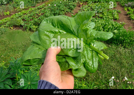 Harvesting spinach (Spinacia oleracea), variety : 'Matador', in the vegetable garden, in june. Stock Photo