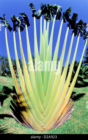 Mexico. Large Cactus. Stock Photo