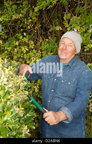 Older man trimming hedges in garden Stock Photo