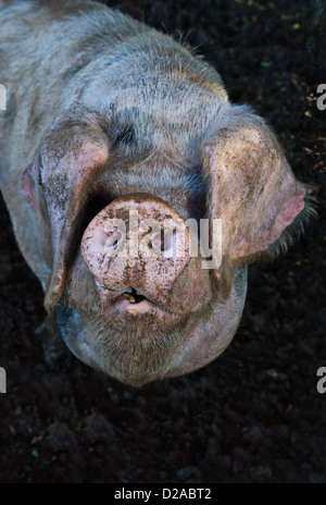 Close up of pigs muddy snout Stock Photo