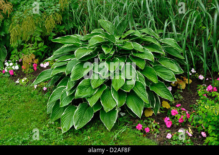 Hosta crispula (Common names : Fragrant plantain lily; Plantain lily), border of the path of the garden, in june. Stock Photo