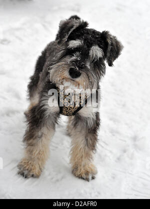 Miniature schnauzer hi-res stock photography and images - Alamy