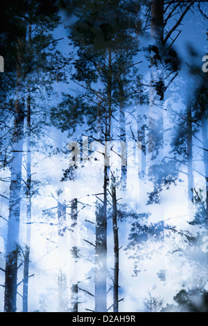 Blurred view of trees in forest Stock Photo