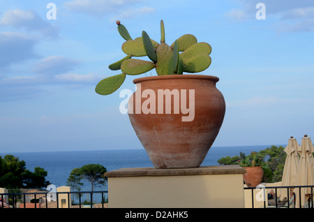 Large cactus pot plant on balcony of hotel Stock Photo