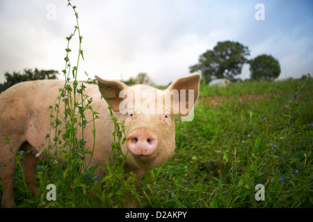 Pig walking in tall grass Stock Photo