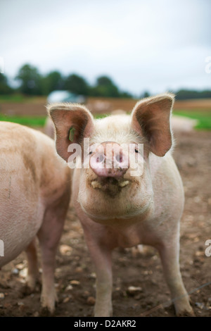 Close up of pigs snout Stock Photo