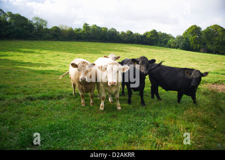 Cows walking in grassy field Stock Photo