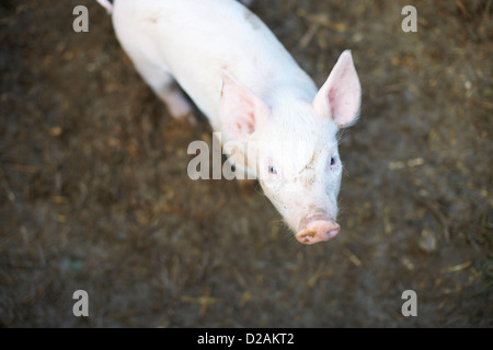 Pig standing in dirt field Stock Photo