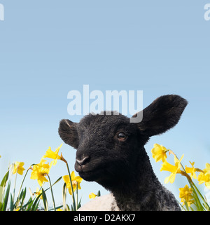 Lamb walking in field of flowers Stock Photo