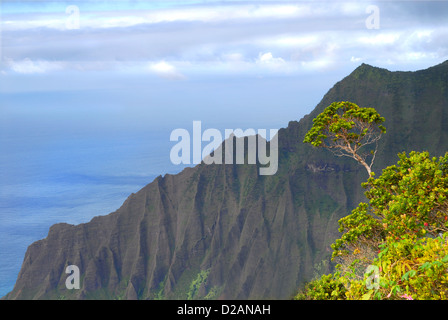 Tree growing on the cliffs of the Na Pali coast of Kauai Hawaii Stock Photo