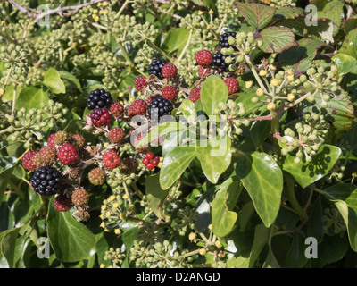 Wild Blackberries growing and ripening on brambles with Ivy flowers (Hedera helix) in a hedgerow in early autumn in UK Stock Photo